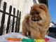 ADOPTION MAGNIFIQUE CHIOTS TYPE CHOW CHOW