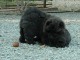 ADOPTION MAGNIFIQUE CHIOTS TYPE CHOW CHOW