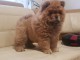 Adorables chiots de race chow-chow disponibles de suite