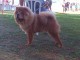 ADOPTION MAGNIFIQUE CHIOTS TYPE CHOW CHOW