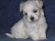 adorables bichons maltais a donner