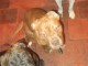 adorables chiots boxer a donner