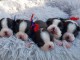 offre magnifiques chiots Boston terrier dispo