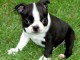 Magnifique et adorable chiot boston terrier