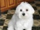 offre adorable chiots pure race Bichon Maltese