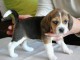 Magnifique et adorable chiot beagle