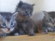 Chatons Maine Coon A donner contre bon soin