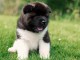 adorables chiots akita inu a donner