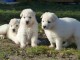 A donner chiot berger blanc suisse femelle