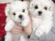 offre adorable chiots pure race Bichon Maltese