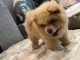 Adorables chiots de race chow-chow disponibles de suite