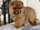 Adorables chiots de race chow-chow disponibles de suite