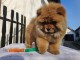 Adorables chiots de race chow-chow disponibles de suite