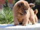 Adorables chiots de race chow-chow disponibles de suite