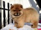 Adorables chiots de race chow-chow disponibles de suite