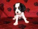 Adorables Chiots Cavalier King Charles Pure Race inscrits au lof