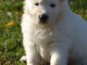 A donner chiot berger blanc suisse femelle