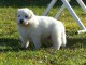 Donne chiot berger blanc suisse femelle