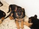 chiot berger allemand a donner