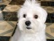 offre adorable chiots pure race Bichon Maltese