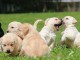 chiots labrador a donner