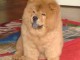 chiot chow chow a donner