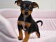 adorable chiot pinsher a donner