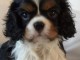 Donner chiot cavalier king charles spaniel femelle