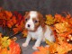 Adorables Chiots Cavalier King Charles Pure Race inscrits au lof