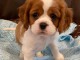 Adorables Chiots Cavalier King Charles Pure Race inscrits au lof