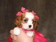 Adorables Chiots Cavalier King Charles Pure Race inscrits au lof