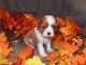 Adorables Chiots Cavalier King Charles Pure Race inscrits au lof