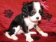 Adorables Chiots Cavalier King Charles Pure Race inscrits au lof