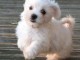 adorables bichons maltais a donner