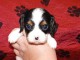 Adorables Chiots Cavalier King Charles Pure Race inscrits au lof