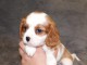 Adorables Chiots Cavalier King Charles Pure Race inscrits au lof