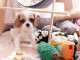 Adorables Chiots Cavalier King Charles Pure Race inscrits au lof