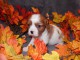 Adorables Chiots Cavalier King Charles Pure Race inscrits au lof