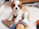 Adorables Chiots Cavalier King Charles Pure Race inscrits au lof