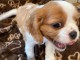 Adorables Chiots Cavalier King Charles Pure Race inscrits au lof