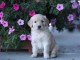 Adoption 2 chiots Golden Retrievers pure race