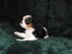 Adorables Chiots Cavalier King Charles Pure Race inscrits au lof