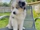 CHIOTS BERGER AUSTRALIEN POUR ADOPTION