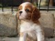 Je donnes Chiots Cavalier King Charles Spaniel