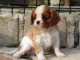 Chiot Cavalier Charle Spaniel Femelle/mâle âgée de 3 mois