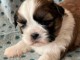 disponible de suite bb Shih Tzu.