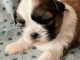 disponible de suite bb Shih Tzu.