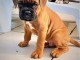 Adorables chiots  boxer