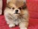 Adorables Chiots spitz nain