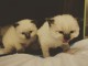 5 CHATONS RAGDOLL A R?SERVER